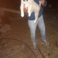 واگزاری‌‌ توله‌ افغان‌