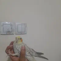 عروسهلندی|پرنده|شیراز, فضل‌آباد|دیوار