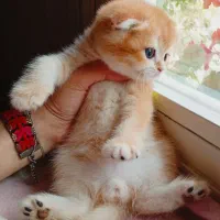 گربه اسکاتیش بریتیش مجموعه میولند|گربه|مشهد, الهیه|دیوار