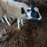 گاو شیری|حیوانات مزرعه|هیر, |دیوار