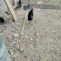 خروس محلی|حیوانات مزرعه|ارژن, |دیوار