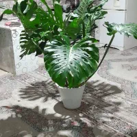 سلام چند عدد گل برای بانک‌ها  وخانه و اداره مغازه