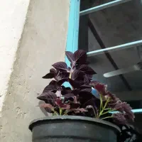 فروش گل مخمل