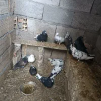 کفتر|پرنده|مهربان, |دیوار