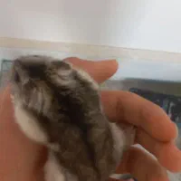 همستر کمپل نر دستی