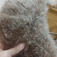 پالتو طبیعی و اصل.|لباس|گلستان (تهران), |دیوار