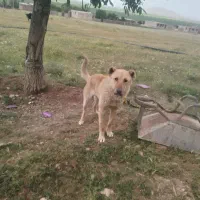 توله سگ سرابی و قدریجانی