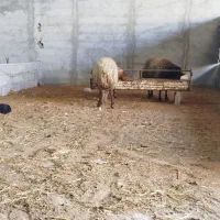 فروش بره و گوسفند