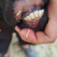 شیشک قوچ همو
