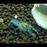 کامبارلوس  آبی شریمپ میگو