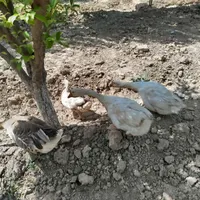 قوغاز|حیوانات مزرعه|تهران, خانی‌آباد|دیوار