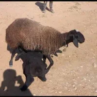 فروش میش شال ژن دار|حیوانات مزرعه|شیراز, شهرک مطهری|دیوار
