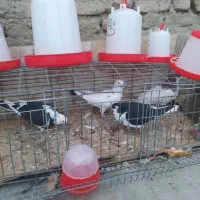 فروش انواع دان پرندگان گندم دانه پارس وغیره