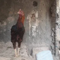 خروس لاری ۷ ماهه جنگی