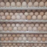 تخم مرغ نطفه دار برهما (زینتی) و لاری