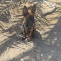 سگ ژرمن
