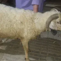 بره نر  چاق چاق (فهرج)