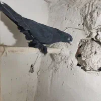 کبوتر اهر قره سی اویناخ