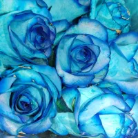 رز عمده از ۴۰۰ تا ۱/۲۰۰ بستگی ب قد و سرگل|گل و گیاه طبیعی|شیراز, رکنآباد|دیوار