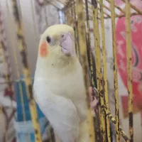 عروس هلندی