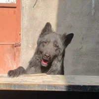 ژرمن بلک نر سایز کینگ