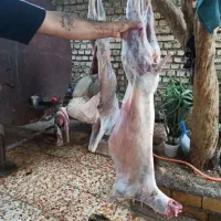 قصاب سیار درمحل شما
