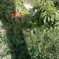 درختان مثمر پایه کوتاه باکیفیت|خدمات باغبانی و درختکاری|شهریار, اسکمان|دیوار