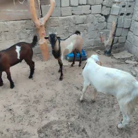 کهره|حیوانات مزرعه|قشم, |دیوار
