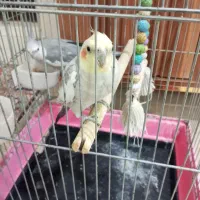 دو عدد عروس هلندی