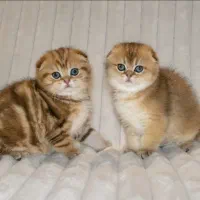 بازارچه اسکاتیش گلد|گربه|تهران, پونک|دیوار