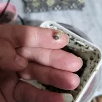 حلزون هاهمه فروشی|خزنده|نیشابور, باغ نو|دیوار