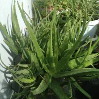 الوورا زیبا و شاداب