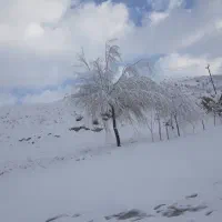 راهنمایی تلگیری .خار گلو . بندی