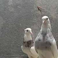 طوقی الماسی