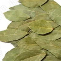 برگ بو