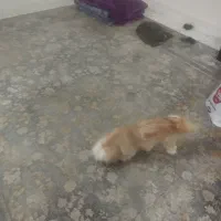 سگ خوشگل و خیلی خیلی زبان فهم