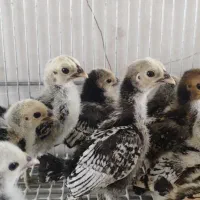 جوجه سبرایت