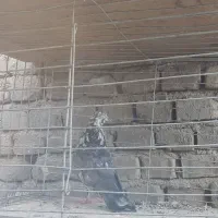 کبوتر پرشی خوب|پرنده|بافق, |دیوار