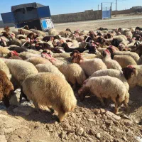 گوسفند بزغاله شیشک بره قوچ غیره فروشی|حیوانات مزرعه|شاهین‌شهر, شهرک هشت بهشت|دیوار