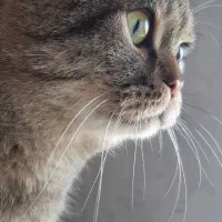 گربه بریتیش نر ۲سال و ۵ ماهه عقیم شده|گربه|تهران, شهرک شهرداری|دیوار