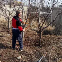 امور باغبانی|خدمات باغبانی و درختکاری|چهارباغ, |دیوار