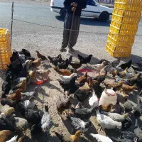 جوجه مرغ وخروس محلی|حیوانات مزرعه|سیرجان, |دیوار