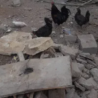 خروس مشکی خالص عربی درجه یک جوون