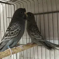 مرغ عشق بلک وینگ و بلک فیس