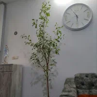 درختچه بنجامین ابلغ دومتری باگلدون سرامیکی