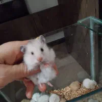 همستر میمیاتوری|موش و خرگوش|شیراز, سلطان آباد|دیوار