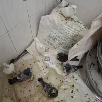 کبوتر|پرنده|الیگودرز, |دیوار