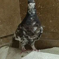 کبوتر شهری گلدار|پرنده|شیراز, شهرک مدرس|دیوار