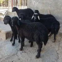 گوسفند -بره