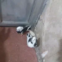 کبوتر